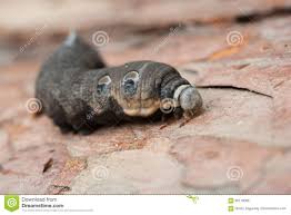 A Large Brown Moth Caterpillar Stock Photo Image Of Animal