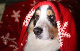 How do you treat kennel cough at home. 5 Natural Remedies To Soothe Your Dog S Cough Or Cold The Dog People By Rover Com