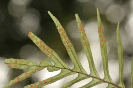 Image result for Pleopeltis  × simiana