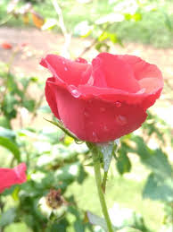 Peels needles beauty and aesthetic blog. Bunga Mawar Di Depan Rumah Yang Berembun Bunga Mawar