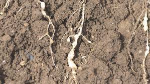 When introduced under the right conditions, the curl grubs ingest the milky spores who parasitize and effectively kill them over a few weeks timespan. Defeating The Nematode Nemesis Inside Sacramento