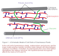 However, the dead excrusion product of the living protoplast was forgotten, for almost three centuries, being the subject of scientific interest mainly as a resource for industrial processing or in relation to animal or human health. Ferulate Experiment International Space Station Jaxa