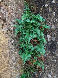 Image result for Asplenium adiantum-nigrum