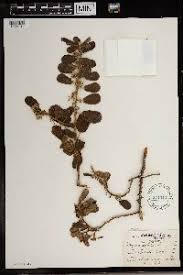 Image result for Diospyros truncatifolia