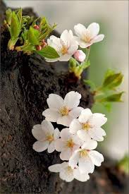 Mistymorrning Via Trendy Flowers Beautiful Flowers Pretty Flowers