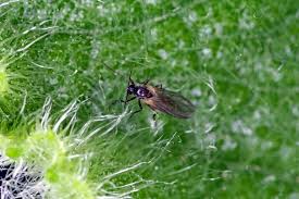 Image result for BLACKFLY ON TOMATO PLANTS
