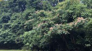 This stately tree used to cover around 650 million acres of the southeastern united states coastal plain. Mimosas Not As Fun As They Look Treescharlotte