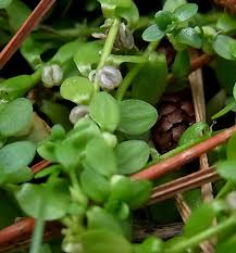 Image result for Callitriche oreophila