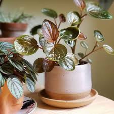 Peperomia plants can live for years in a relatively small container. Peperomia Harmony S Great Pumpkin Peperomia Piccolo Banda Peperomia Planting Flowers House Plants