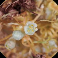 Image result for Cuscuta abyssinica