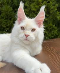 Message me if you want this beautiful baby thank you 2. No hate Speech or  Bullying