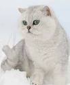 SILVERTALES CATTERY - British Shorthair, British Kitten