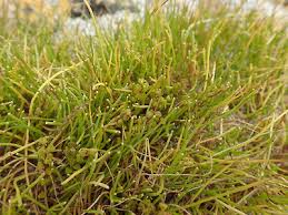 Image result for Triglochin striata