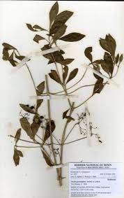 Image result for Pavetta gardeniifolia