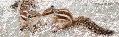 Put used kitty litter in the hole where the chipmunks run in and out. How To Get Rid Of Chipmunks Updated For 2021