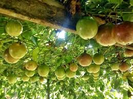 It is a waxy dark purple color when ripe. How To Grow Passionfruit In Pot Youtube