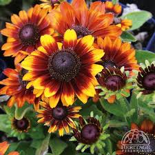 Image result for Rotheca hirsuta