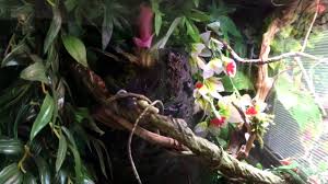 Vietnamese Mossy Frogs Vivarium 36x18x36 Youtube