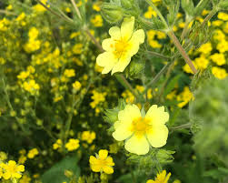 Image result for Potentilla recta