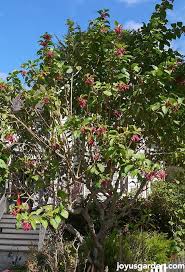 Image result for Iochroma