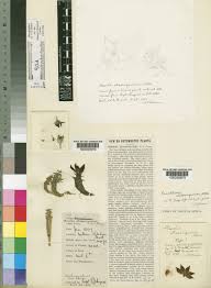 Image result for Piaranthus atrosanguineus