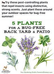 Plants For Bug Free Back Yard Backyard Bug Repellent Insect Repellent Plants Potted Plants Outdoor