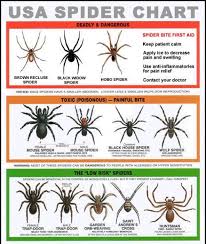 They are often mistaken for other types of spiders. U S Poisonous Spiders Black Widow Brown Recluse Hobo Spider Chart Spider Identification Chart Dangerous Spiders