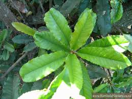 Image result for Pappea capensis