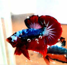 Betta Cam Online Shop Home Facebook
