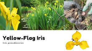 Image result for Iris pseudacorus