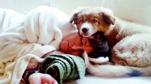Most dogs will happily eat anything they. Why Dogs Know When You Re Sick Woman S World