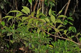 Image result for Antidesma