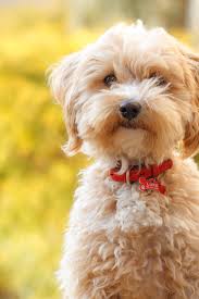 Terrier Teddy Bear Dog Online 59 Off Www Vetyvet Com