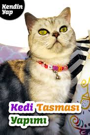 kolay kedi tasmasi yapimi kendin yap kediler icin kendin yap projeleri diy 2021 kedi kopek sevimli kediler
