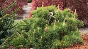 Image result for Pinus rigida