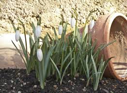 Der Garten Im Februar Die Natur Beim Aufwachen Unterstutzen Garten Gartentipps Gartenarbeit