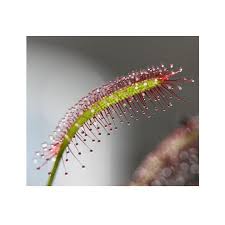 Image result for Seddera capensis