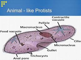 Check spelling or type a new query. Protists Bacteria Viruses Ppt Video Online Download