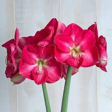 Amaryllis Candy Queen Amaryllis Amaryllis Bulbs Bloom