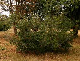 Image result for Mimusops afra