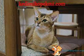 kedi mi kopek mi adli kullanicinin cat and dog panosundaki pin kedi guzel kediler hayvanlar