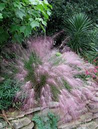 Dwarf hameln, dwarf hameln grass, dwarf hamlin, dwarf hamlen. Dig Deeper Into Muhly Grasses The Genus Muhlenbergia