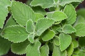 Image result for Plectranthus guruensis