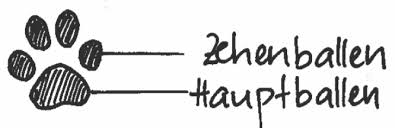 Tierspuren im frisch gefallenen schnee sind so etwas wie die tageszeitung der natur. 2