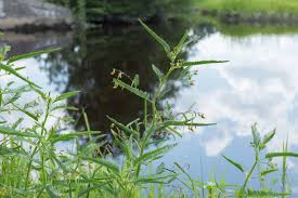 Image result for Aeschynomene uniflora