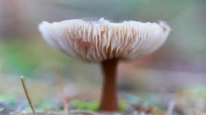 Pilz solutions can be used in all areas of mechanical engineering, including the packaging and automotive sector as well as the wind energy, transport, press and food and beverage industries. Naturkundemuseum Magdeburg Die Faszinierende Welt Der Pilze Archiv
