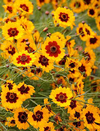 Pin On Gardens