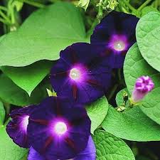 Ipomoea Purpurea Grandpa Ott S From Plantlust Com Garden Vines Spring Plants Flowering Vines