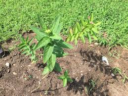 Here we discuss a few types of milkweed and monarch preferences. Swamp Milkweed Update Local Color Dyes