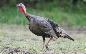 Man, i am craving for turkey right now lol. Mengapa Impian Ayam Belanda Tafsiran Buku Impian Popular